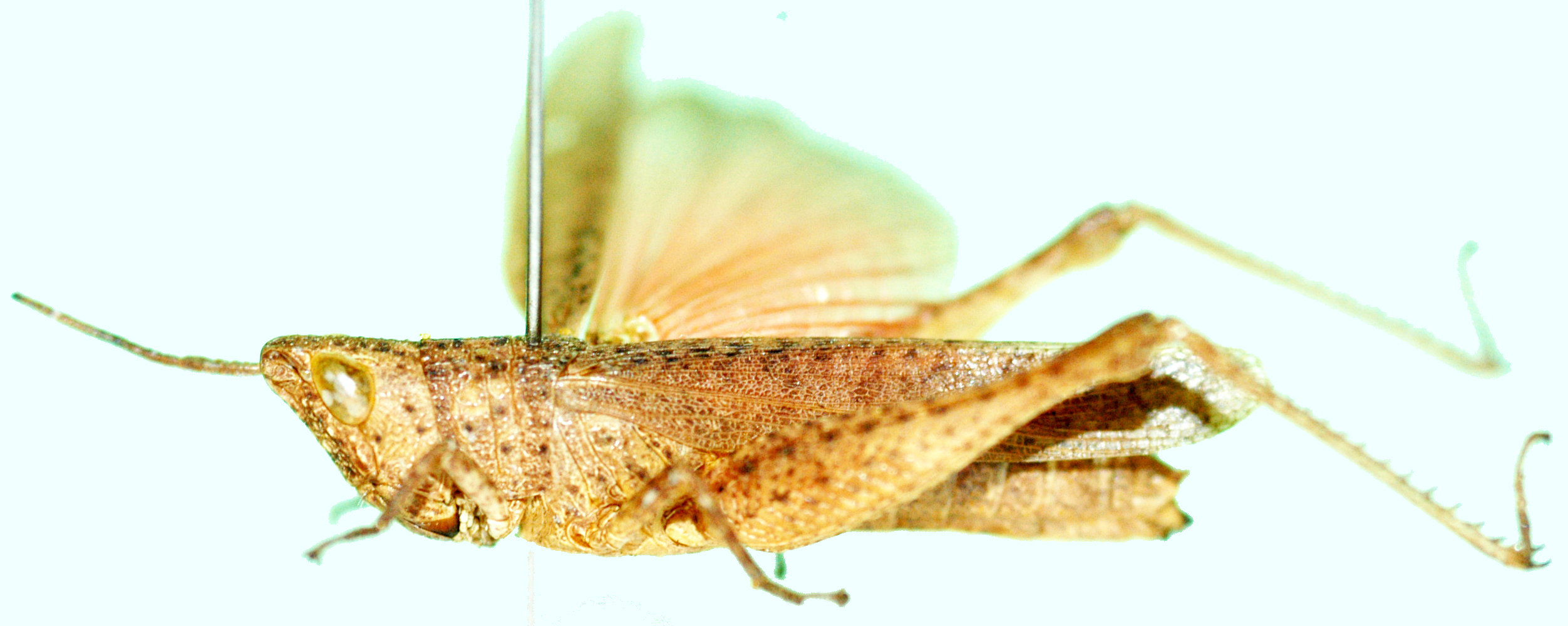 Sumba granulifera Uvarov, 1953: female, lateral view. (Otu).