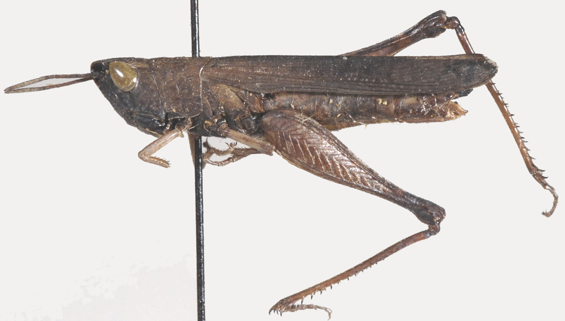 Sumba roseipennis Bolívar, 1912: female, lateral view. (Otu).