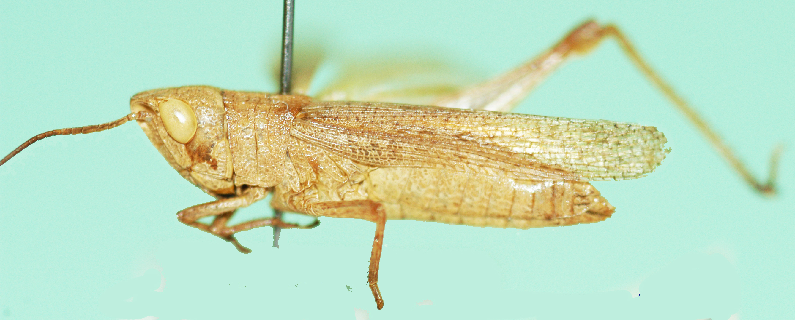 Sumba semicarinata Uvarov, 1953: lateral view. (Otu).