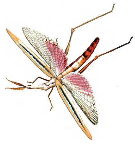 Truxaloides braziliensis braziliensis (Drury, 1773): Pl. 40, Fig. 1. figure from Drury 1773. (Otu).