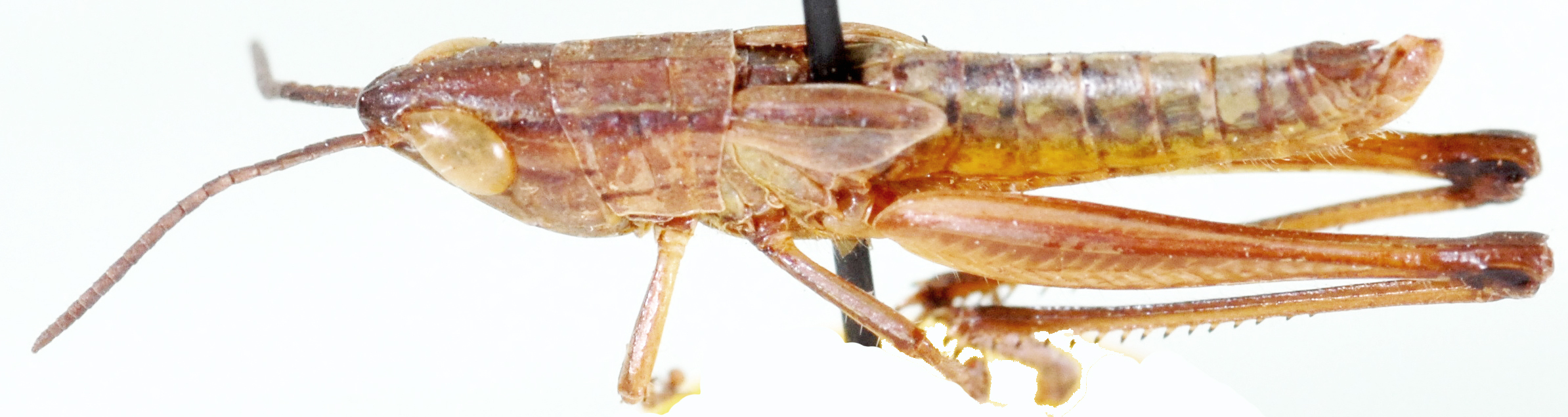Weenenia lineata Brown, 1962: male, lateral view. (Otu).