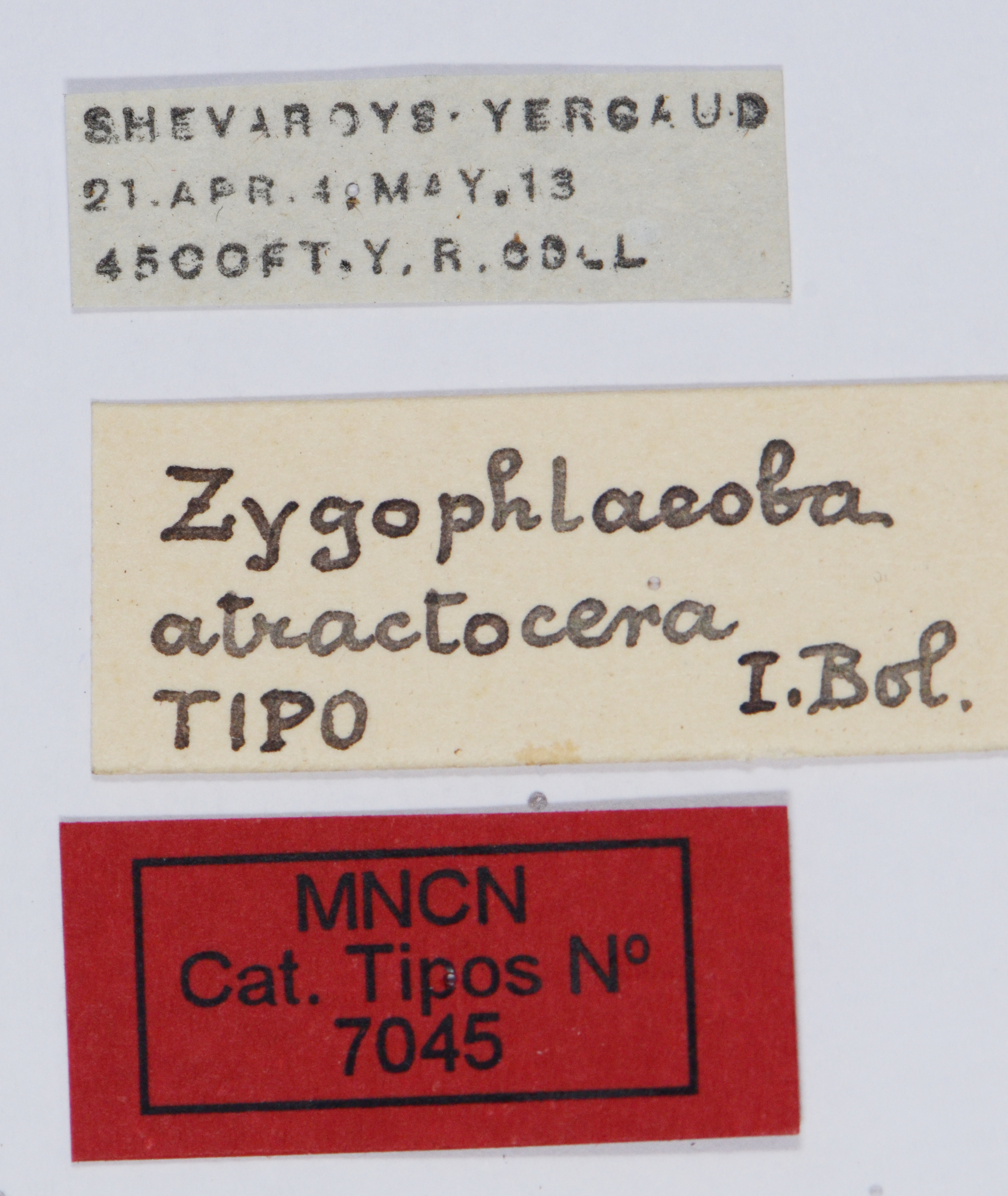 CollectionObject 1535752; d03fb110-13a6-4fa0-b749-3a0ddd097ece: labels (holotype). (CollectionObject).