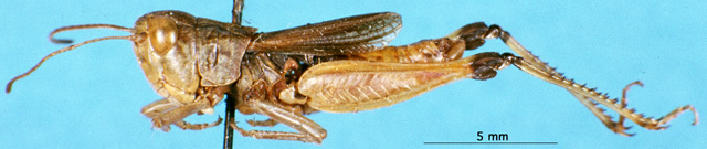 CollectionObject 1505076; 6f784c80-5ec1-4f9c-ac7a-f5c7c824c412, DORSA D016AM01: male, lateral view (holotype). (CollectionObject).