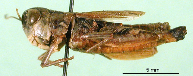 CollectionObject 1501508; ff68f668-ed7d-4aa0-ae1a-87a560c54f5f, DORSA BA000634S01: male, lateral view (holotype). (CollectionObject).