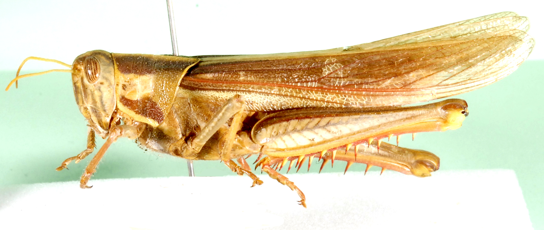 Cyrtacanthacris aeruginosa aeruginosa (Stoll, 1813): lateral view (Acridium hottentottum). (Otu).