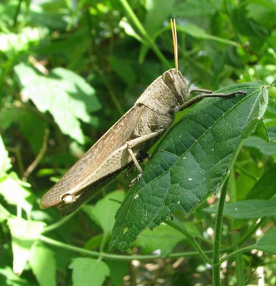 Schistocerca camerata Scudder, 1899: female (Bentsen-Rio Grande State Park, Hidalgo County, Texas, 7 June 2010). (Otu).