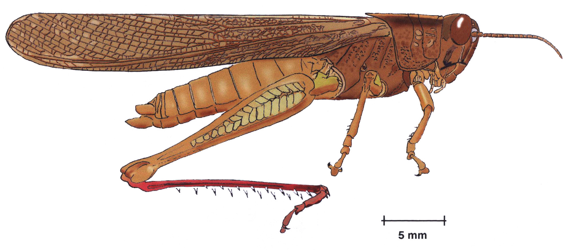 Schistocerca centralis Dirsh, 1974: male, lateral view. (Otu).