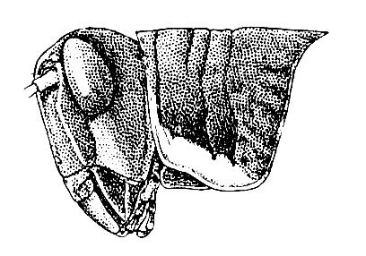 Schistocerca diversipes Hebard, 1923: Pl. 14, Fig. 10 (after type). female, pronotum, lateral view. (Otu).