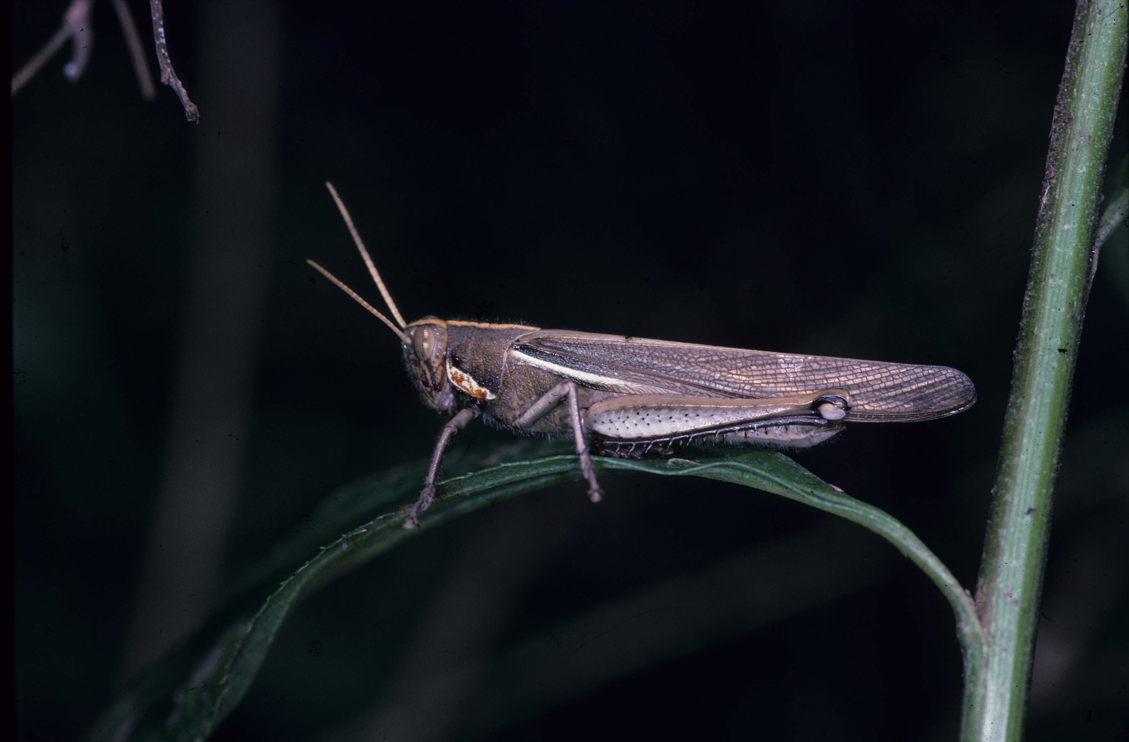 Schistocerca flavofasciata (De Geer, 1773): I-2002. male (Uruguay, Artigas, Arroyo Sepultura). (Otu).
