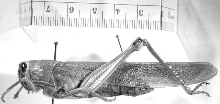 CollectionObject 1525032; 2838af18-afca-4532-ab9d-533bdbff64c4: female, lateral view (holotype). (CollectionObject).