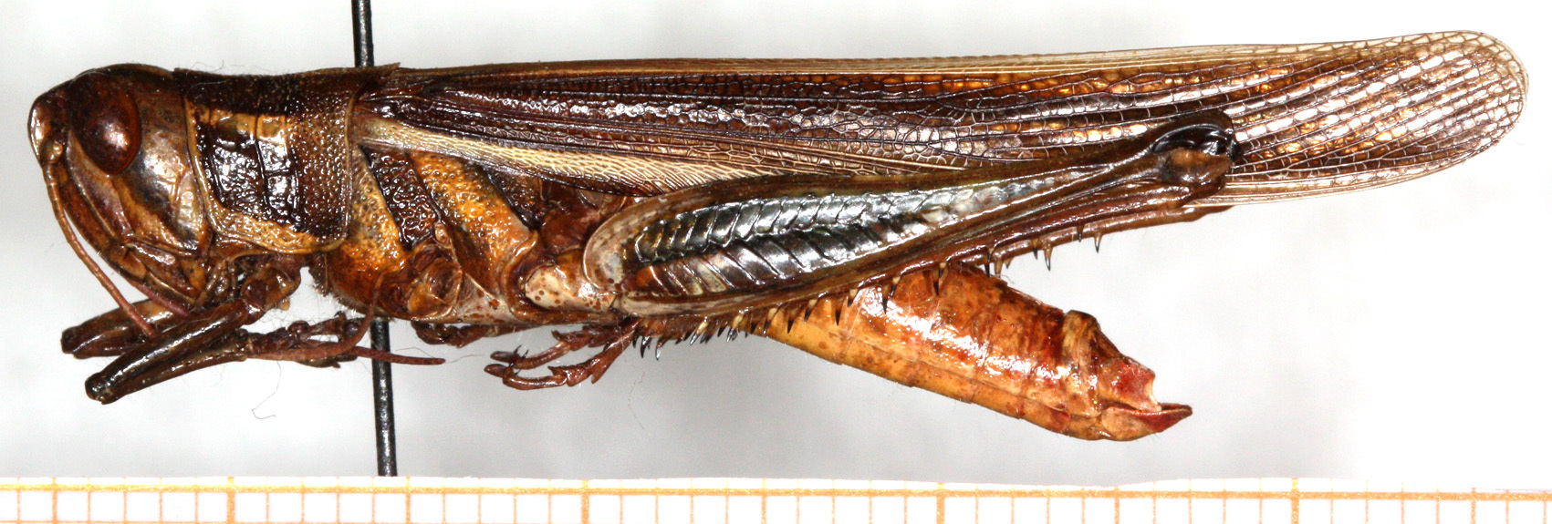 CollectionObject 1499492; a89358db-19e5-48af-a36e-73764960b98e: male, lateral view (holotype). (CollectionObject).