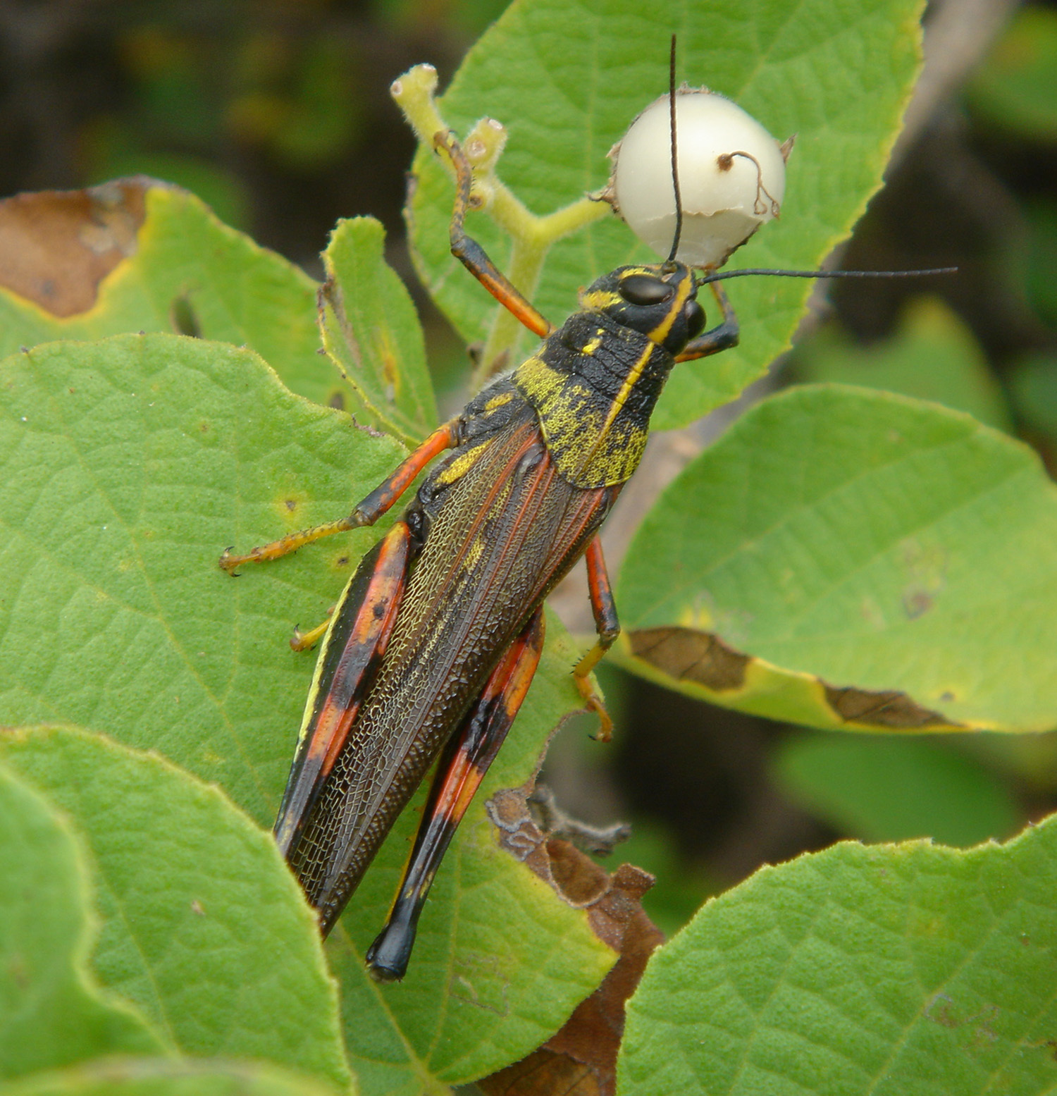 Schistocerca melanocera (Stål, 1861): Isla Isabela, Galápagos. (Otu).