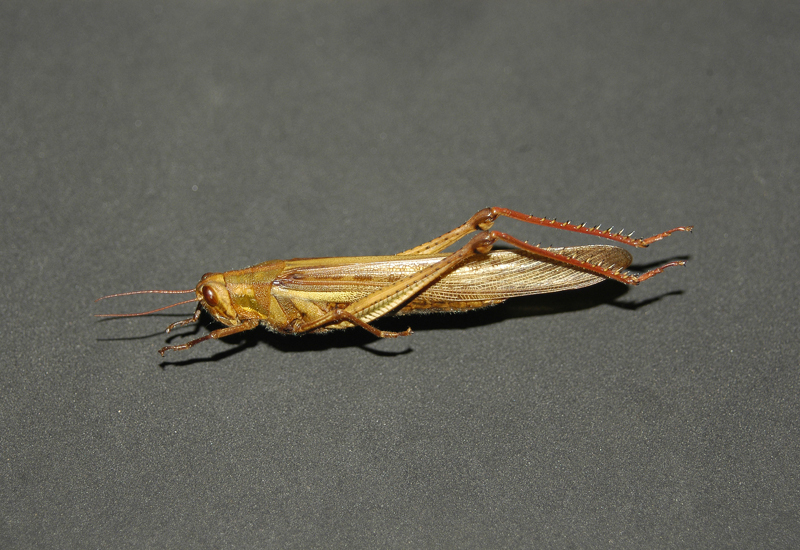 Schistocerca pallens (Thunberg, 1815): female. (Otu).