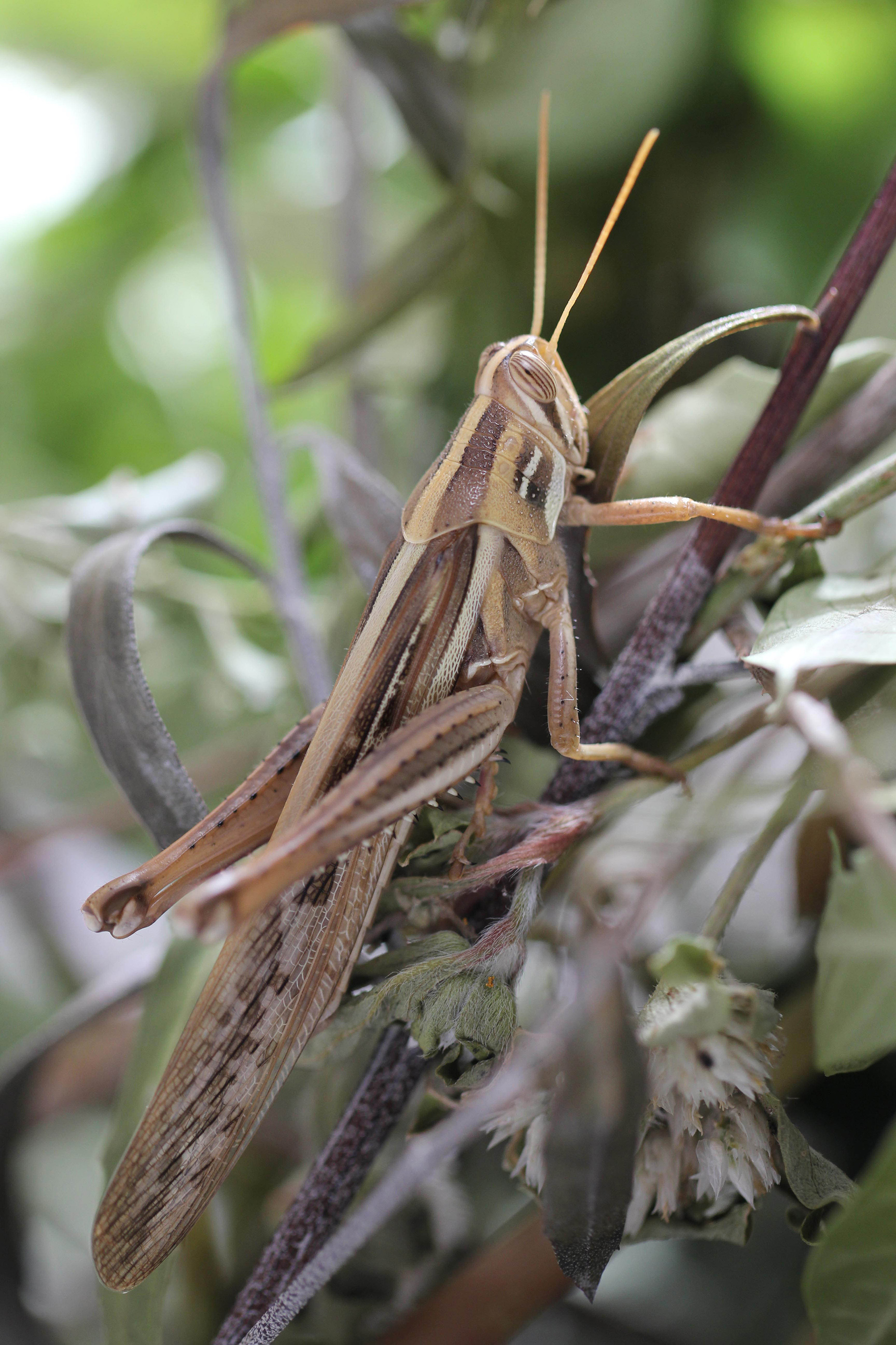Schistocerca cancellata (Serville, 1838): solitarious phase (Entre Ríos, Argentina). (Otu).