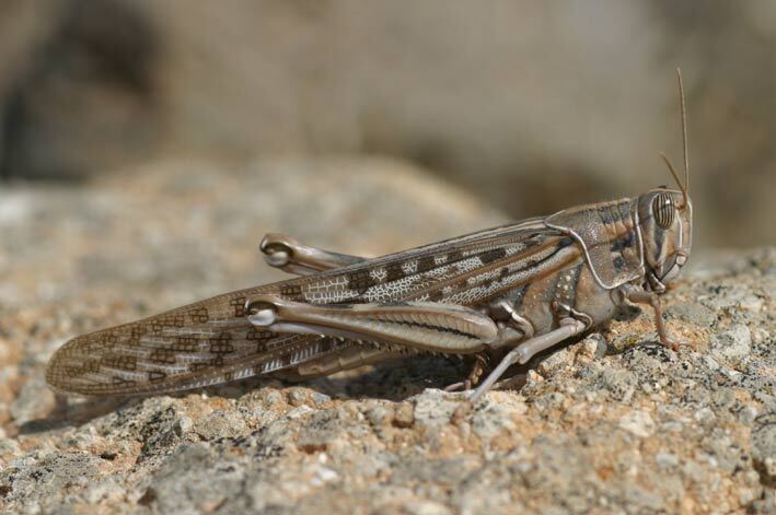 Schistocerca gregaria gregaria (Forskål, 1775): solitary phase (Canary Islands, Tenerife). (Otu).
