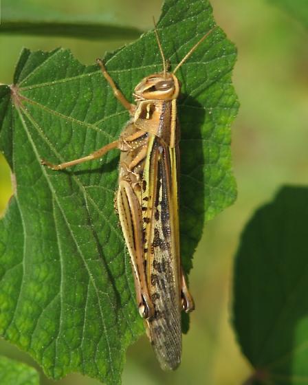 Schistocerca americana (Drury, 1773): http://bugguide.net/user/view/3973. individual from Seminole, Pinellas County, Florida, USA July 30, 2006. (Otu).