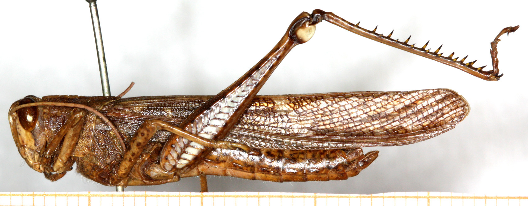 CollectionObject 1499494; b6e1dcb2-3a1f-45c7-9c7f-6207bd38606e: male, lateral view (holotype). (CollectionObject).