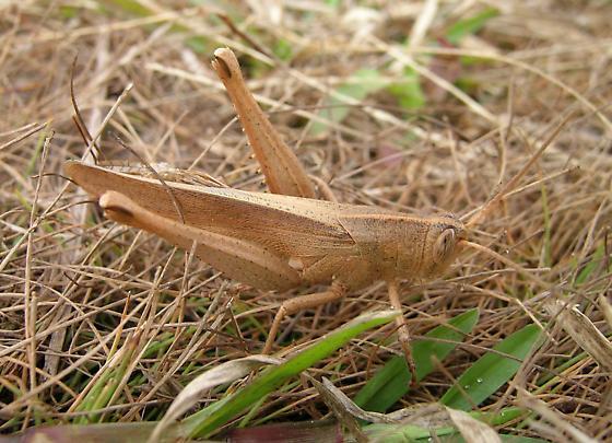 Schistocerca damnifica (Saussure, 1861): http://bugguide.net/user/view/2098. individual from Savannas Preserve State Park, St. Lucie County, Florida, USA January 20, 2006. (Otu).