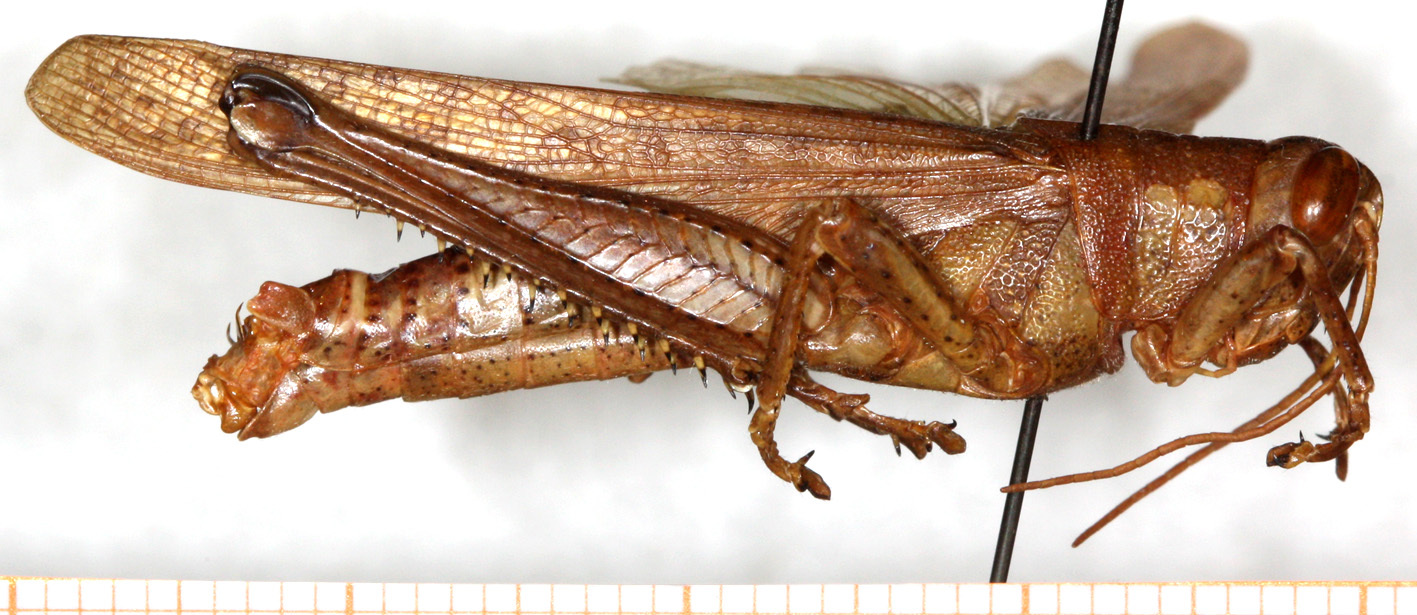 CollectionObject 1499493; 769ae6f8-3f6c-4f01-840f-77fd7ced2a06: male, lateral view (neotype). (CollectionObject).