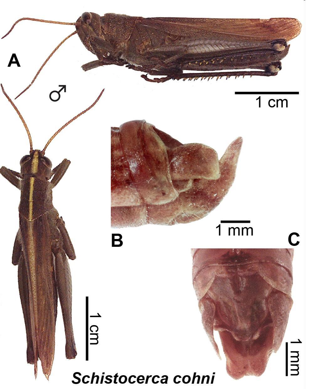 Schistocerca cohni Song, 2006: (Otu).