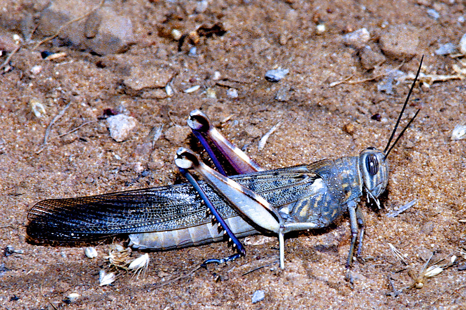 Anacridium melanorhodon melanorhodon (Walker, 1870): female (Niger, Niamey, October 1989). (Otu).