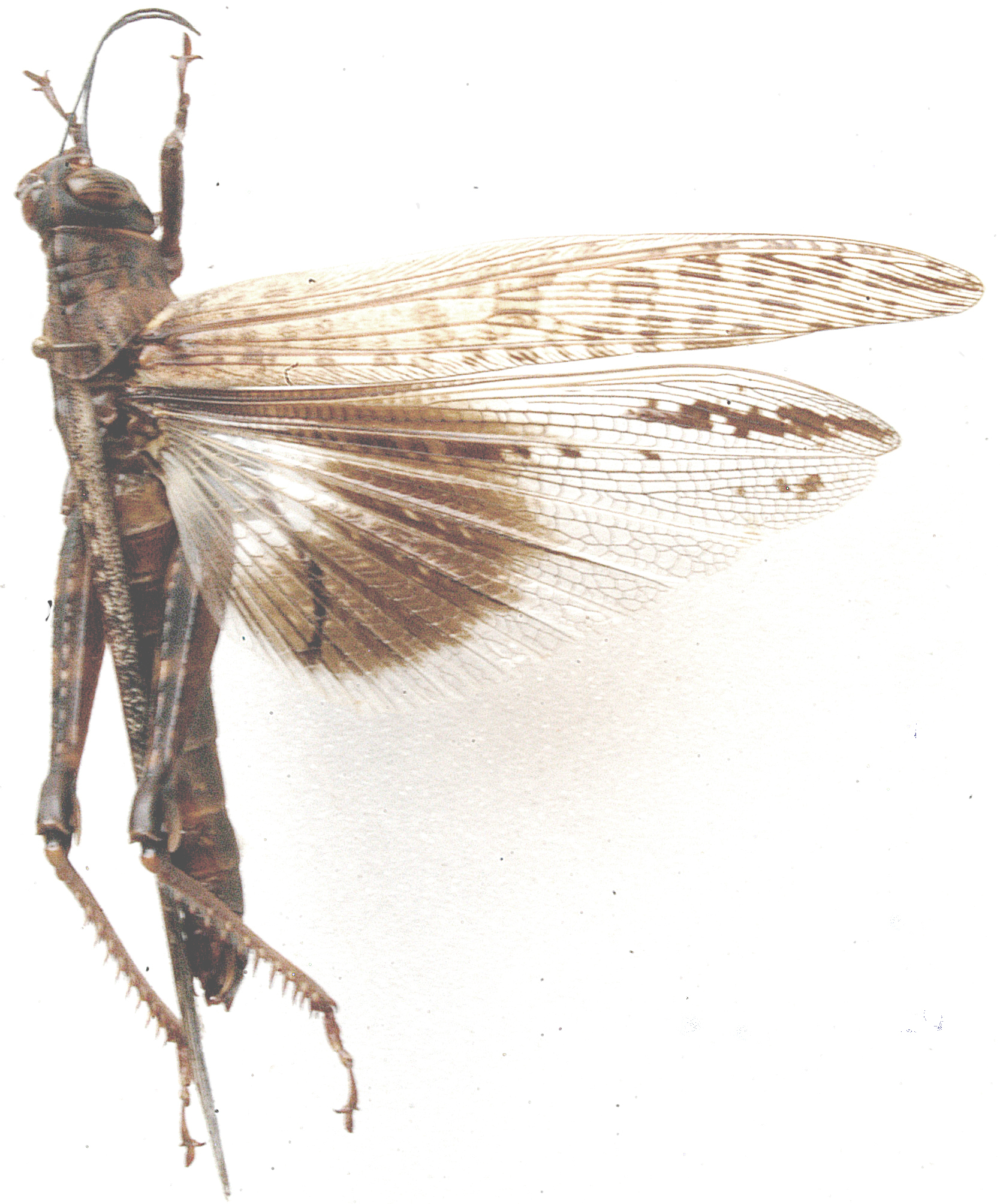 Anacridium moestum (Serville, 1838): female, dorsal view. (Otu).