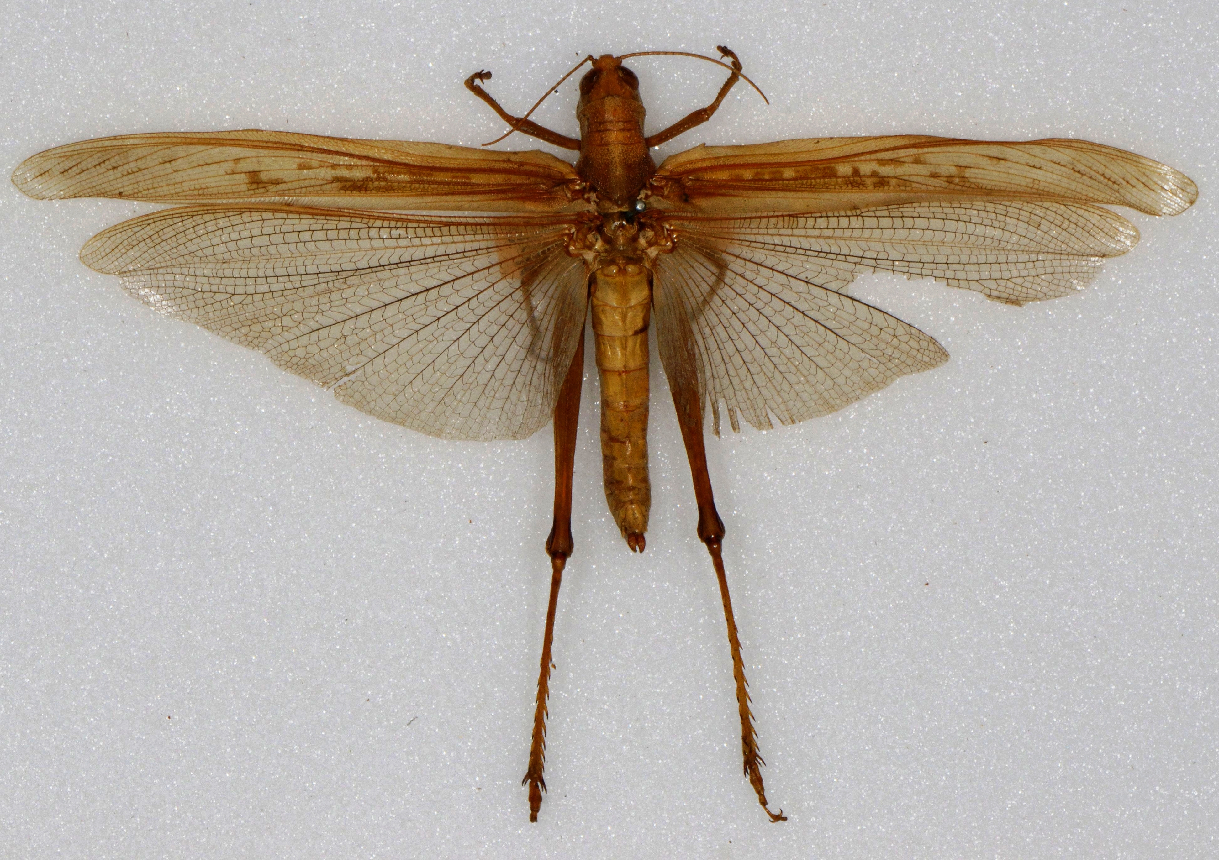 Patanga succincta (Johannson, 1763): female, dorsal view. (Otu).