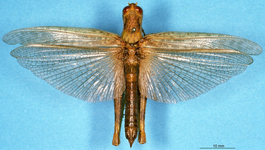 CollectionObject 1505077; 3dce1d0a-95e9-402f-966b-f21600bd4283, DORSA D012AM01: male, dorsal view (holotype). (CollectionObject).