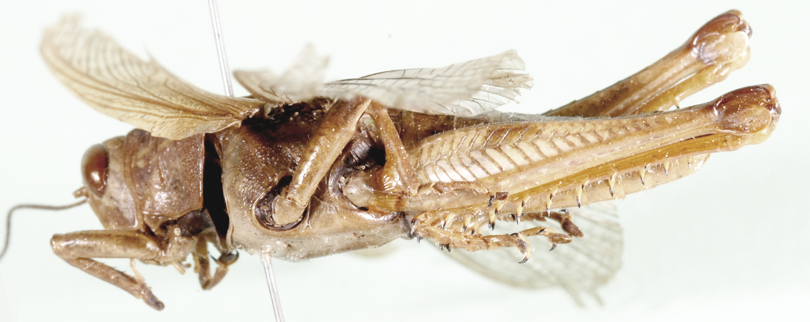 Valanga excavata (Stål, 1861): lateral view. (Otu).