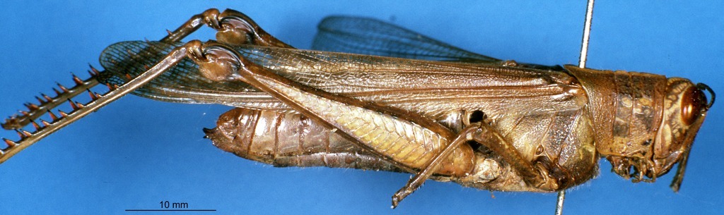 CollectionObject 1592532; 4644859d-5a3c-4685-8fd5-c680e2f44cd7, DORSA D013AF01: female, lateral view. (CollectionObject).