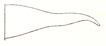 Valanga renschi Ramme, 1941: Fig. 43. male cercus, lateral view. (Otu).