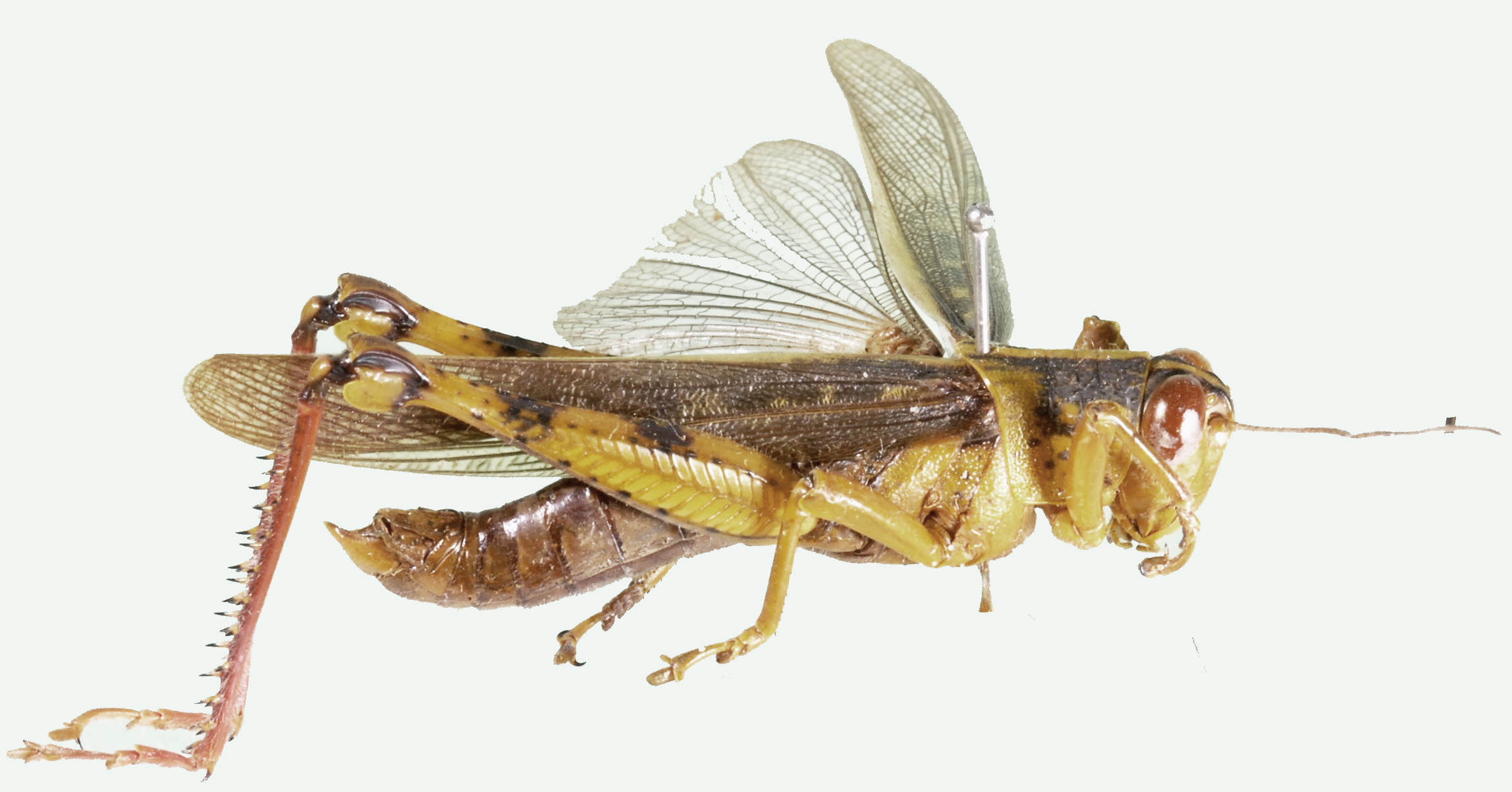 Valanga conspersa badjanica Sjöstedt, 1932: male, lateral view. (Otu).