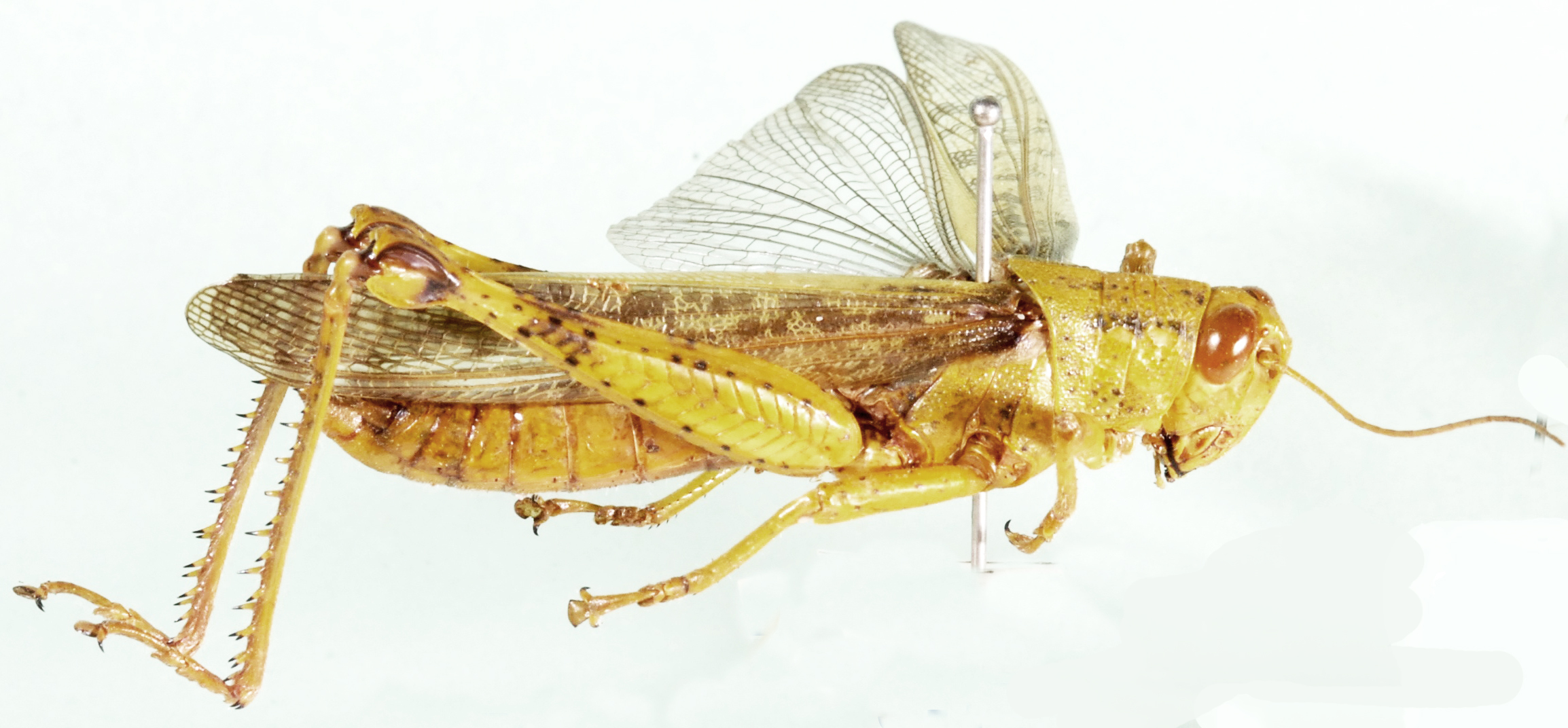 Valanga conspersa salomonensis Sjöstedt, 1932: lateral view. (Otu).