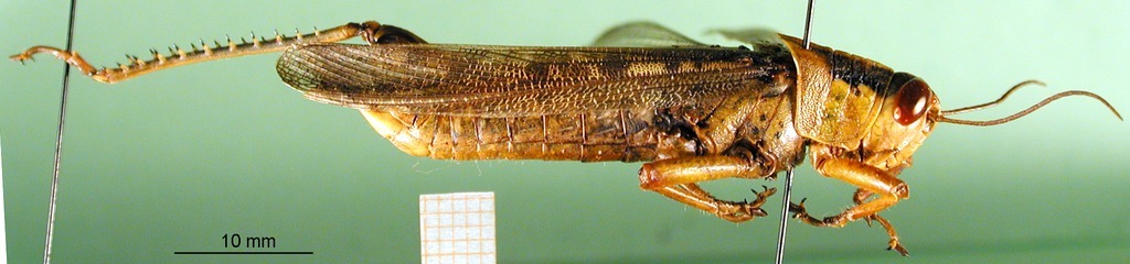 CollectionObject 1501560; 7a4c8266-1fc2-4ab1-83c9-a902e5fbda3d, DORSA BA000537S01: male, lateral view (holotype). (CollectionObject).