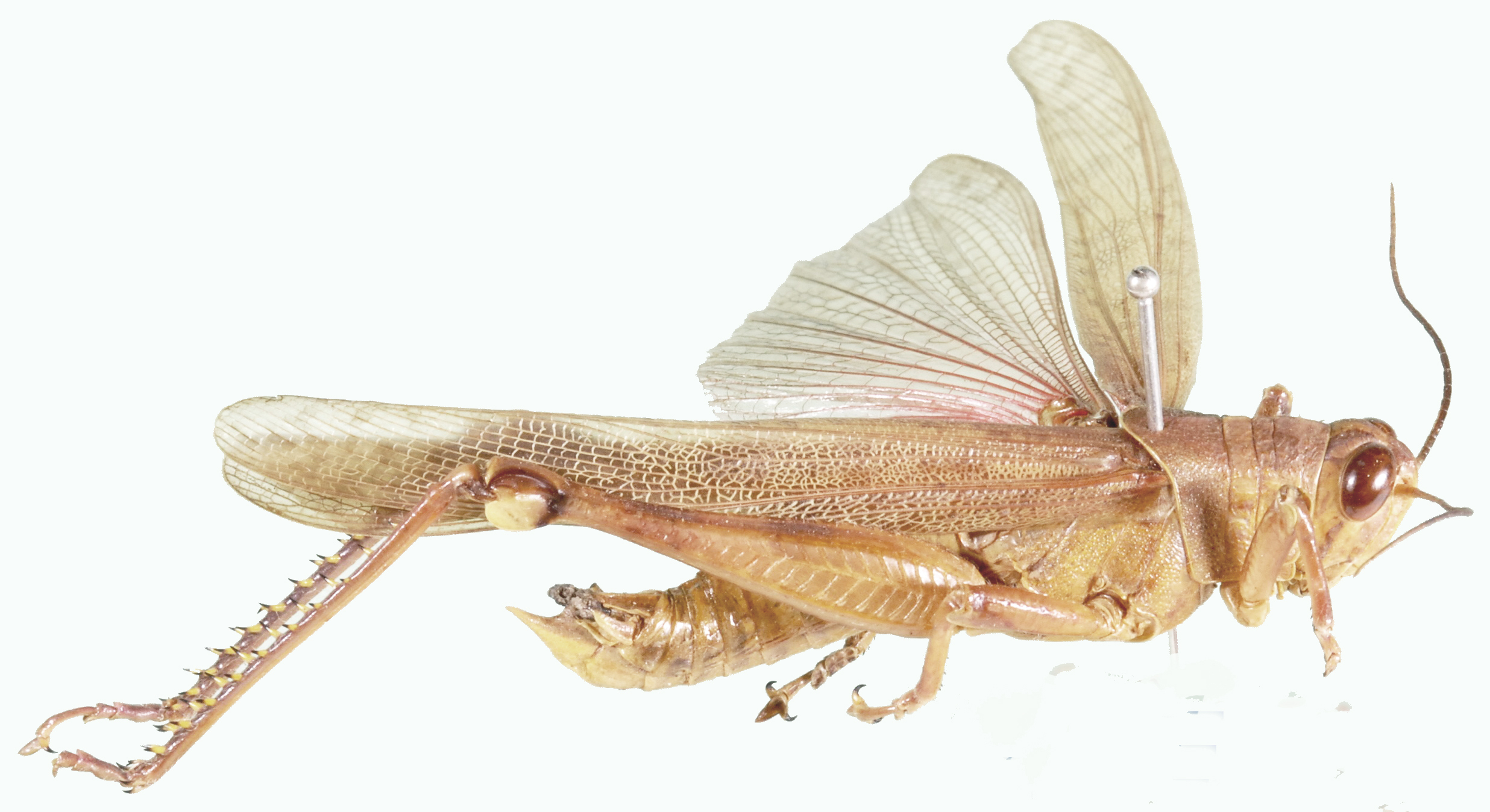 Valanga nigricornis melanocornis (Serville, 1838): lateral view (Valanga javanica). (Otu).