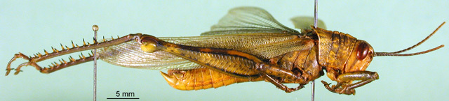 CollectionObject 1501563; b3aca273-4815-41f0-b6b2-250dea6382c5, DORSA BA000126S01: male, lateral view (holotype). (CollectionObject).