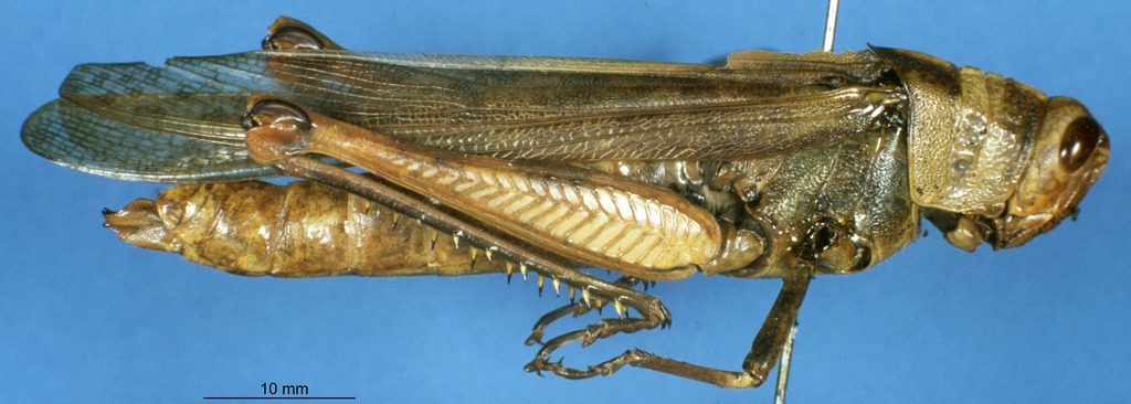 CollectionObject 1501564; 592117ee-d1f5-4de6-aacc-1f41a9e2af84, DORSA HAvalcarHTF: female, lateral view (holotype). (CollectionObject).