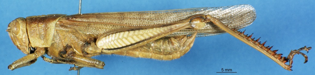 CollectionObject 1506944; 0a83e3b0-c475-42cf-99d4-5e3e715ebdd0: male, lateral view (syntype). (CollectionObject).