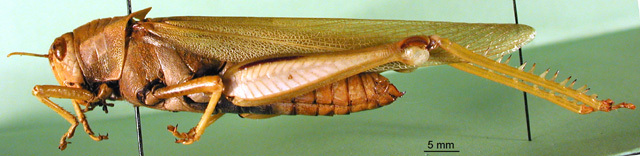 CollectionObject 1501535; df297a6e-52bb-4b93-aee8-9a80aa10b31e, DORSA BA000121S01: female, lateral view (holotype). (CollectionObject).