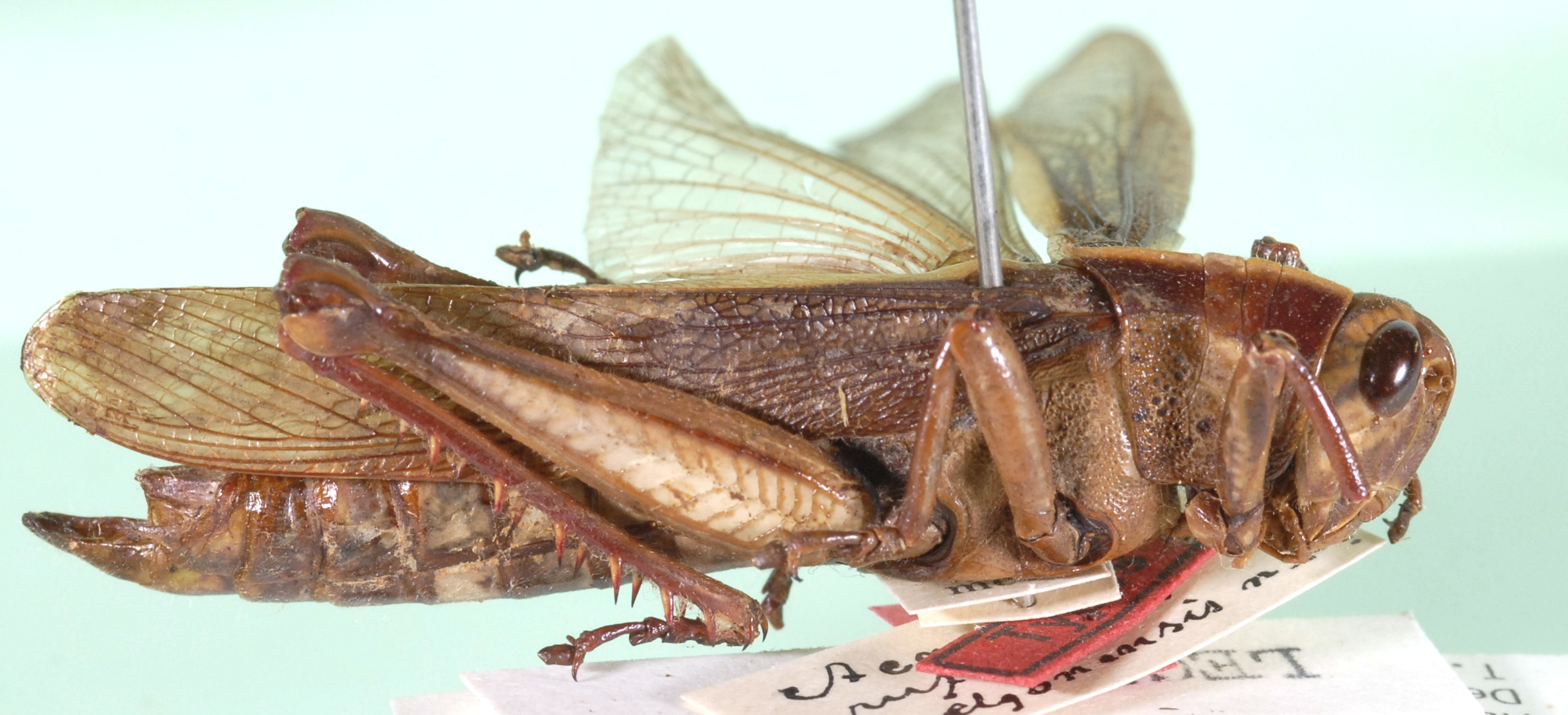 Acanthacris elgonensis Sjöstedt, 1932: female, lateral view. (Otu).