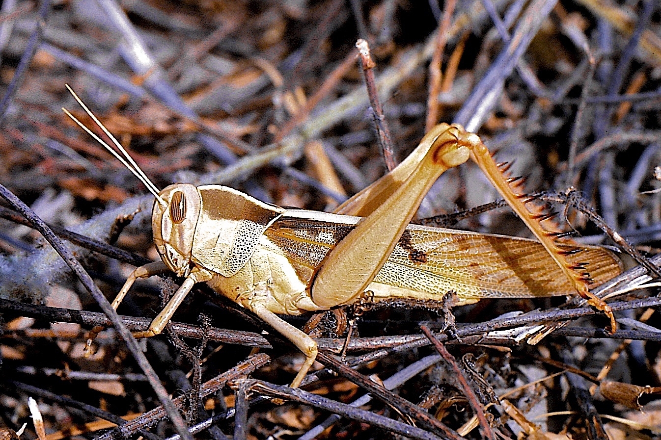 Acanthacris ruficornis citrina (Serville, 1838): male, Niamey Niger nov 1987. (Otu).