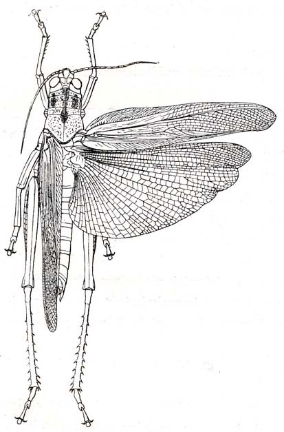 Bryophyma decipiens (Karsch, 1896): Fig. 23. female (body length 56 mm, tegmina 49 mm). (Otu).