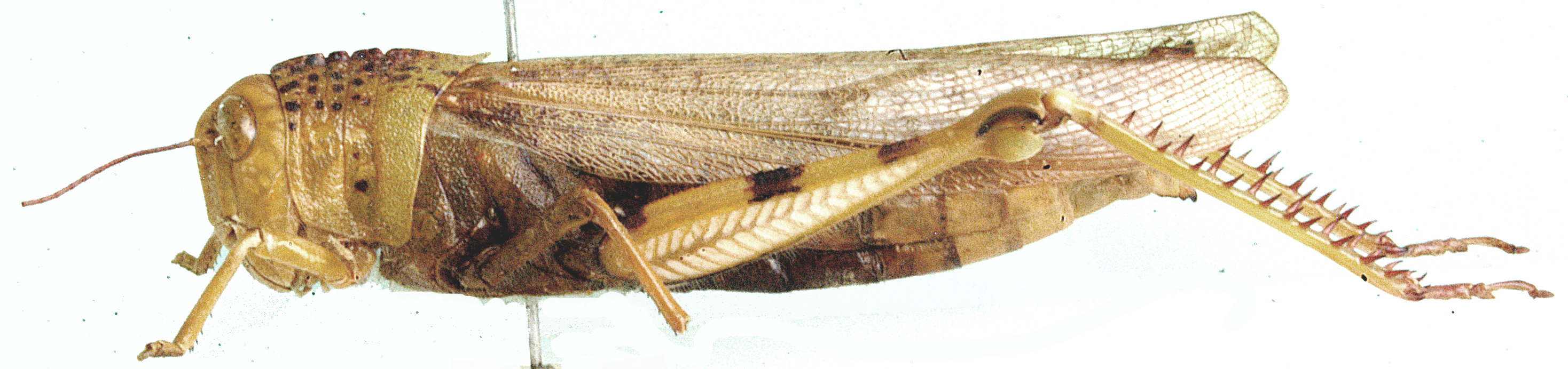 Bryophyma debilis (Karsch, 1896): lateral view. (Otu).