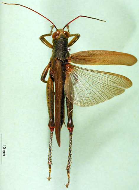 CollectionObject 1501541; a968f21a-5514-4d4e-b5b5-06b43b846039: male holotype. (CollectionObject).
