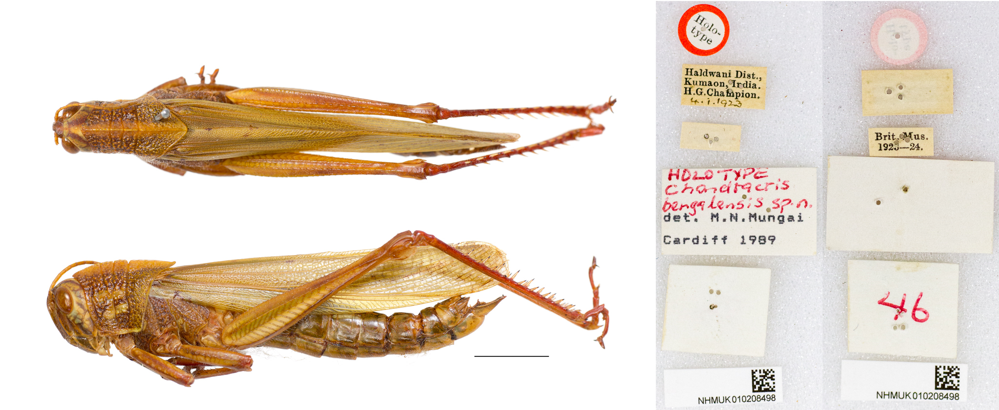 CollectionObject 1519958; fd968e9b-7e3e-4070-ba73-42edd6ff9363: dorsal, lateral, labels, underside labels (male holotype). (CollectionObject).