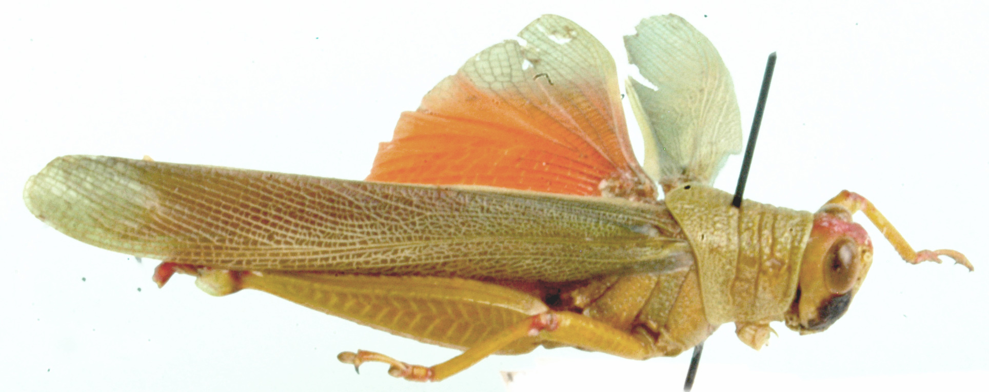 Gowdeya picta Uvarov, 1923: lateral view. (Otu).