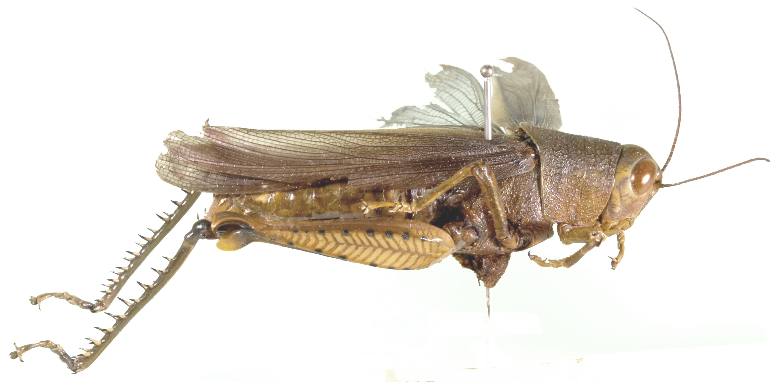 Kinkalidia robusta Sjöstedt, 1931: lateral view. (Otu).