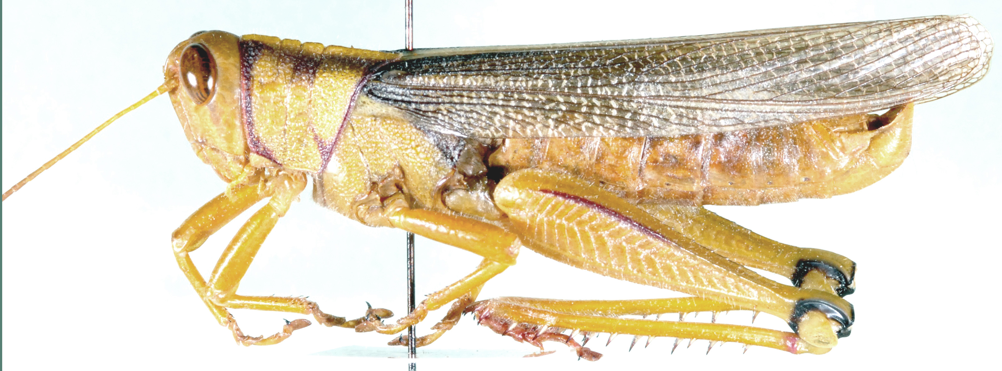 Kraussaria corallinipes (Karsch, 1896): male, lateral view. (Otu).