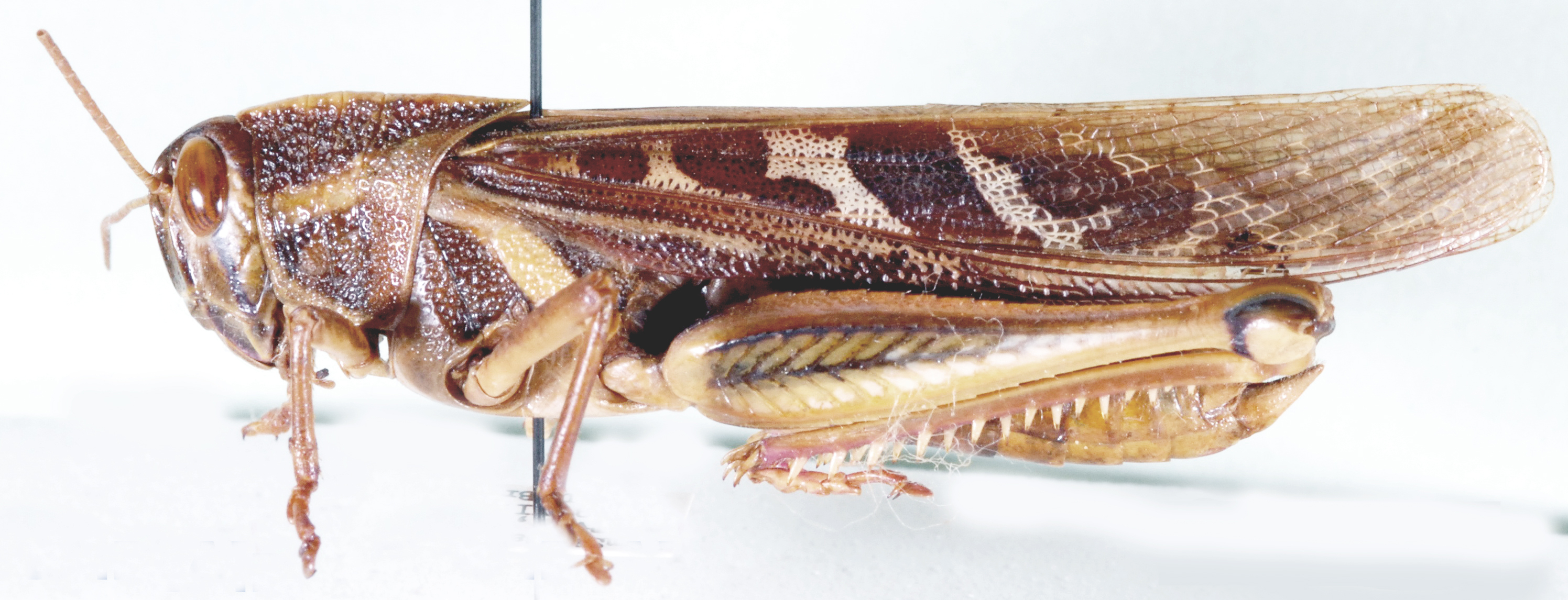 Ornithacris turbida (Walker, 1870): lateral view. (Otu).