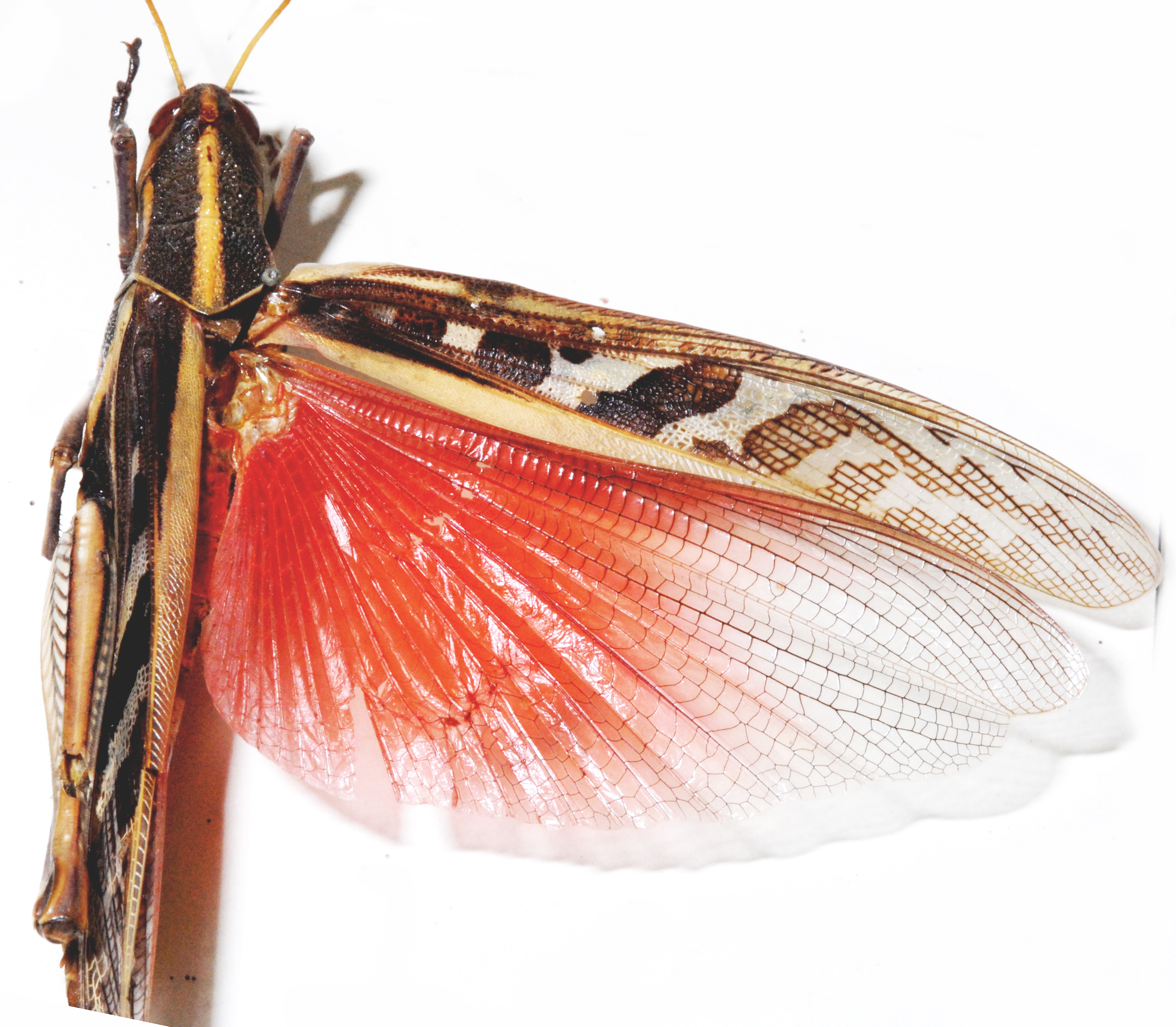 Ornithacris pictula pictula (Walker, 1870): as O pictula. dorsal view. (Otu).